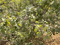 Zanthoxylum arborescens