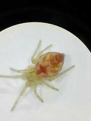 Nigma puella