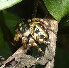 Parnaenus