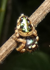 Parnaenus