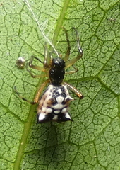 Micrathena picta