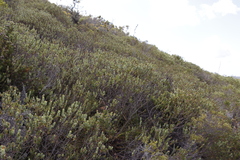 Adenandra gummifera
