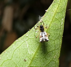 Micrathena picta