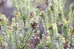 Adenandra gummifera