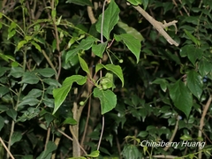 Schisandra arisanensis