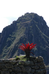 Tillandsia machupicchuensis