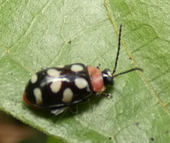 Omophoita