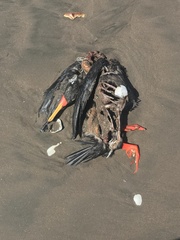 Poikilocarbo gaimardi