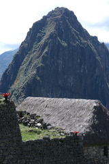 Tillandsia machupicchuensis