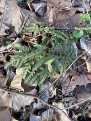 Sceptridium dissectum