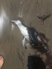 Spheniscus humboldti