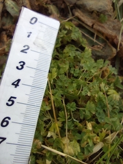 Alchemilla arvensis