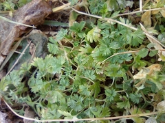 Alchemilla arvensis
