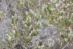 Adenandra gummifera