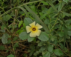 Turnera subulata