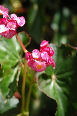 Begonia bracteosa
