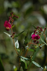 Cuphea cordata