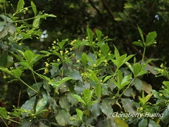 Pittosporum illicioides
