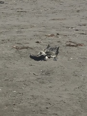 Leucocarbo bougainvillii