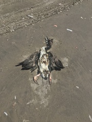 Leucocarbo bougainvillii