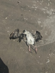 Leucocarbo bougainvillii