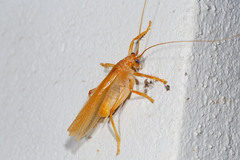 Hyalogryllacris