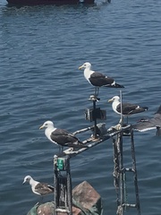 Larus belcheri