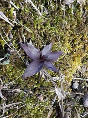 Dichanthelium sphaerocarpon