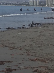 Leucocarbo bougainvillii