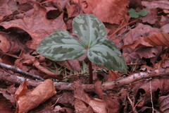 Trillium cuneatum