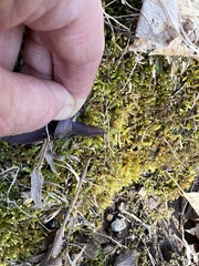 Dichanthelium sphaerocarpon