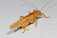 Hyalogryllacris