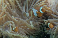 Amphiprion ocellaris