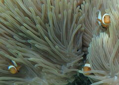 Amphiprion ocellaris