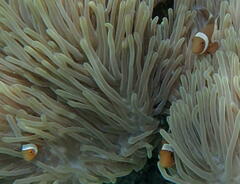Amphiprion ocellaris