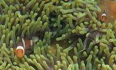 Amphiprion ocellaris