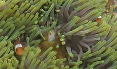 Amphiprion ocellaris
