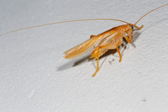 Hyalogryllacris