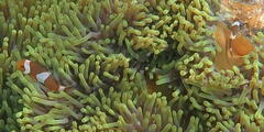 Amphiprion ocellaris