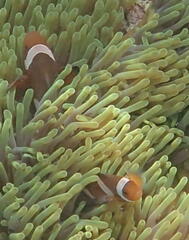 Amphiprion ocellaris