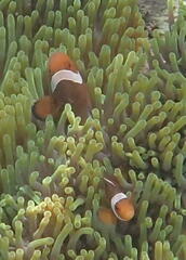 Amphiprion ocellaris