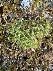 Bartramia pomiformis