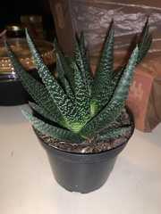 Haworthiopsis