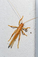 Hyalogryllacris