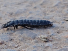 Carabina