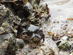 Metopograpsus frontalis