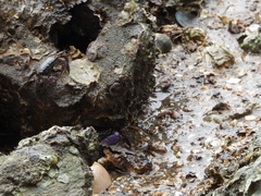 Metopograpsus frontalis