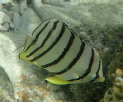 Chaetodon octofasciatus
