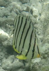 Chaetodon octofasciatus