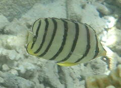 Chaetodon octofasciatus
